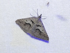 Dichromodes atrosignata