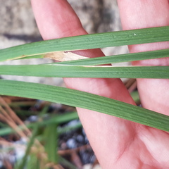 Juncus xiphioides