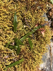 Lepisorus pseudoussuriensis