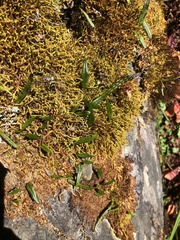 Lepisorus pseudoussuriensis