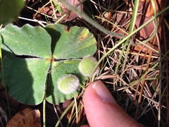 Marsilea macropoda