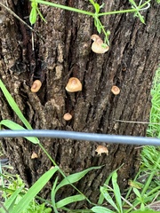 Deconica horizontalis