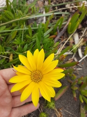 Gazania rigens