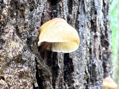 Deconica horizontalis