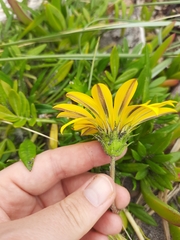 Gazania rigens