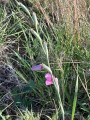 Gladiolus brachyphyllus