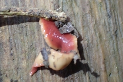 Arthurdendyus testaceus