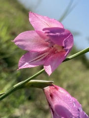 Gladiolus brachyphyllus