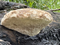 Laetiporus portentosus