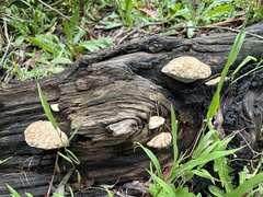 Laetiporus portentosus
