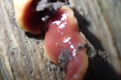 Arthurdendyus testaceus