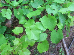 Vitis amurensis