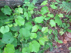 Vitis amurensis