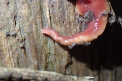 Arthurdendyus testaceus