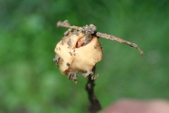 Arthurdendyus testaceus