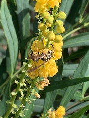 Vespula squamosa