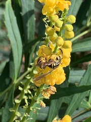 Vespula squamosa