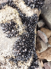 Xenostrobus neozelanicus