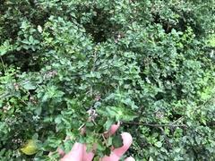 Prostanthera melissifolia