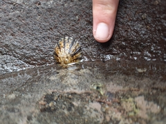 Cellana radians