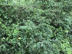 Prostanthera melissifolia
