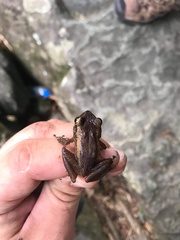 Eleutherodactylus portoricensis