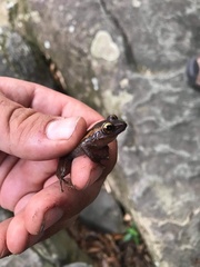 Eleutherodactylus portoricensis