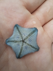 Patiriella regularis