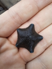 Patiriella regularis