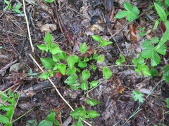 Viola sacchalinensis