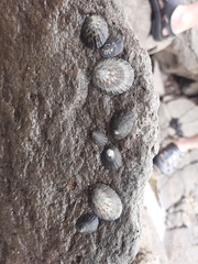 Cellana radians
