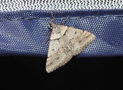 Dichromodes atrosignata