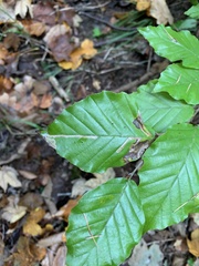 Stigmella hemargyrella