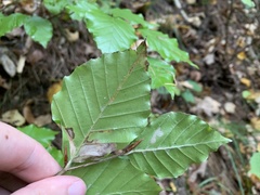 Stigmella hemargyrella