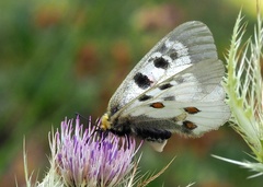 Parnassius nordmanni