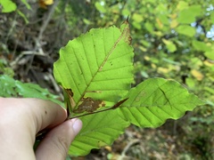 Stigmella hemargyrella