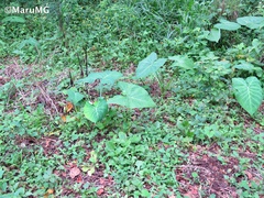 Xanthosoma robustum