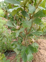 Rhoicissus tridentata