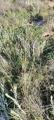 Digitaria eriantha