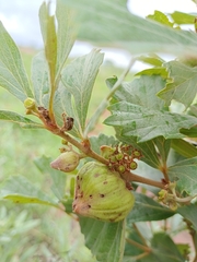 Rhoicissus tridentata