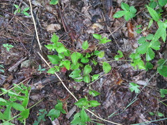 Viola sacchalinensis