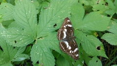 Limenitis sydyi