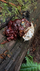 Ganoderma oregonense
