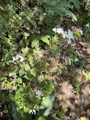 Ageratina
