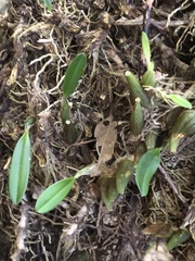 Bulbophyllum affine