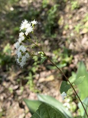 Ageratina