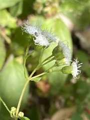 Ageratina