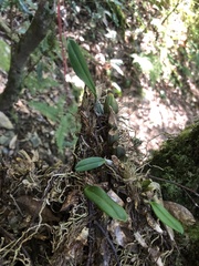 Bulbophyllum affine