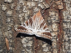 Phrataria replicataria