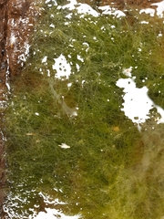 Ulva